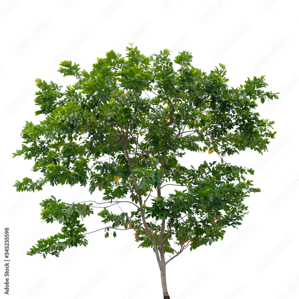Green tree branch isolated on white background, nature leaf frame. Green tree branch isolated on white background, nature leaf frame.