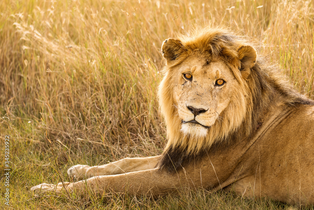 Fototapeta premium Closeup of a lion resting in the grass during safari in Serengeti National Park, Tanzania. Wild nature of Africa..