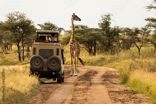 Giraffe with trees in background during sunset safari in Serengeti National Park, Tanzania. Wild nature of Africa. Safari car in the road. photo