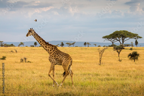 Giraffe with trees in background during sunset safari in Serengeti National Park, Tanzania. Wild nature of Africa.. © danmir12