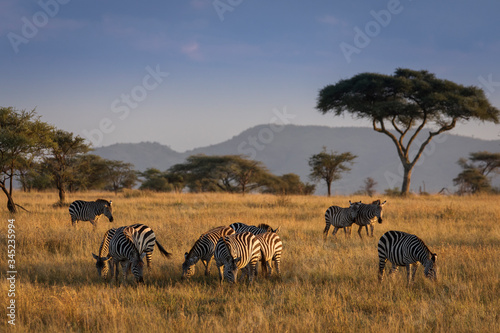 African zebras at beautiful landscape during sunrise safari in the Serengeti National Park. Tanzania. Wild nature of Africa..