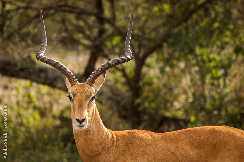 Naklejka premium Closeup of Impala image taken on Safari located in the Serengeti, National park, Tanzania. Wild nature of Africa.