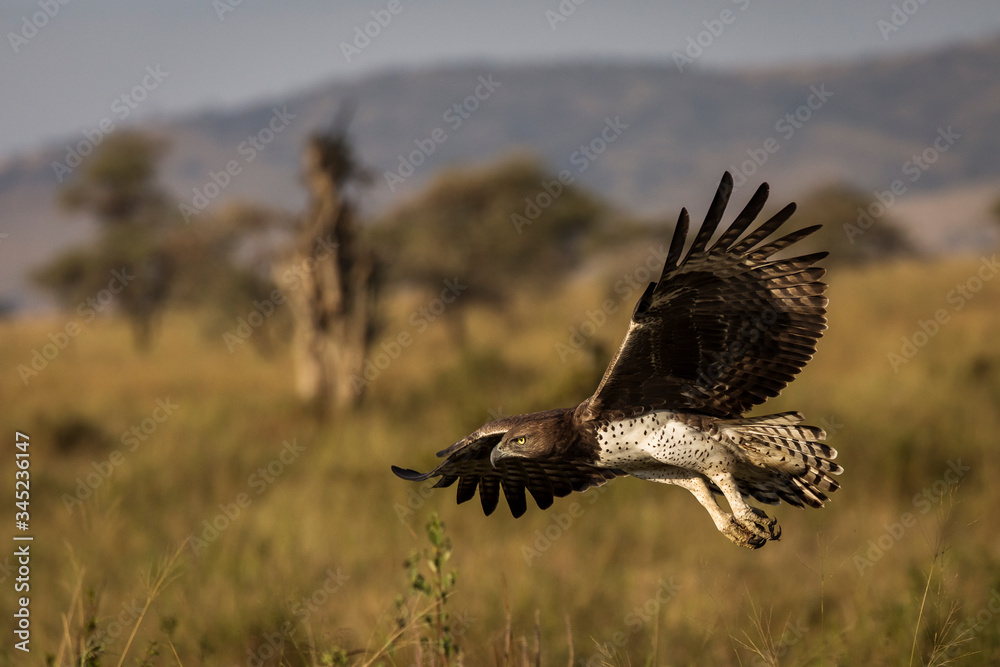 Hawk flying over savana in Serengeti National Park in Tanzania during safari with blue sky in background. Wild nature of Africa Hawk flying over savana in Serengeti National Park in Tanzania during safari with blue sky in background. Wild nature of Africa