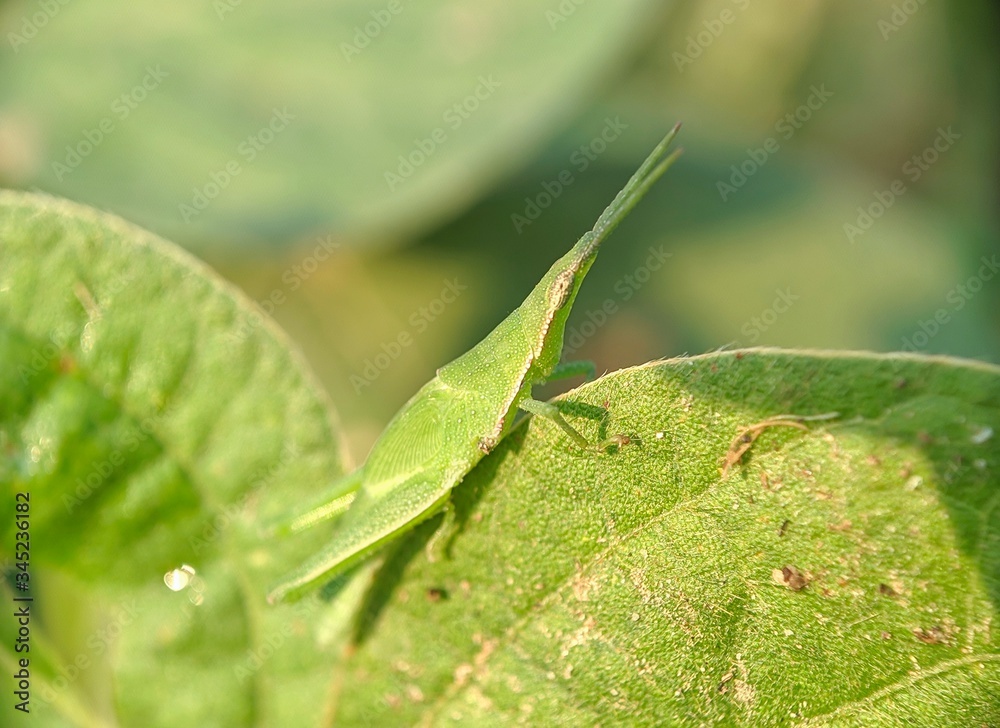 Grasshopper grass - close up detail of a small green grasshopper Grasshopper grass - close up detail of a small green grasshopper