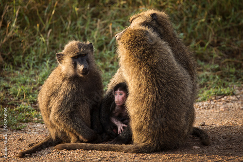 Baboons monkey family on the field during safari in National Park of Serengeti in Tanzania. Wild nature of Africa