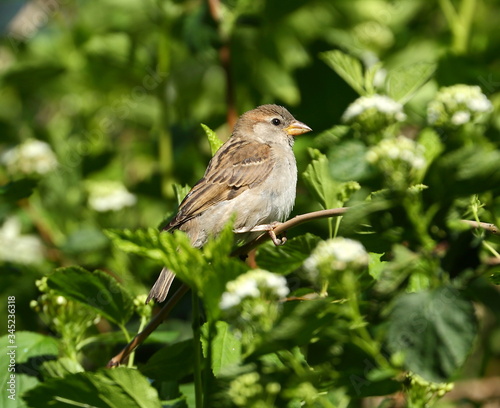 Sparrow on a tree branch on a background of green thickets