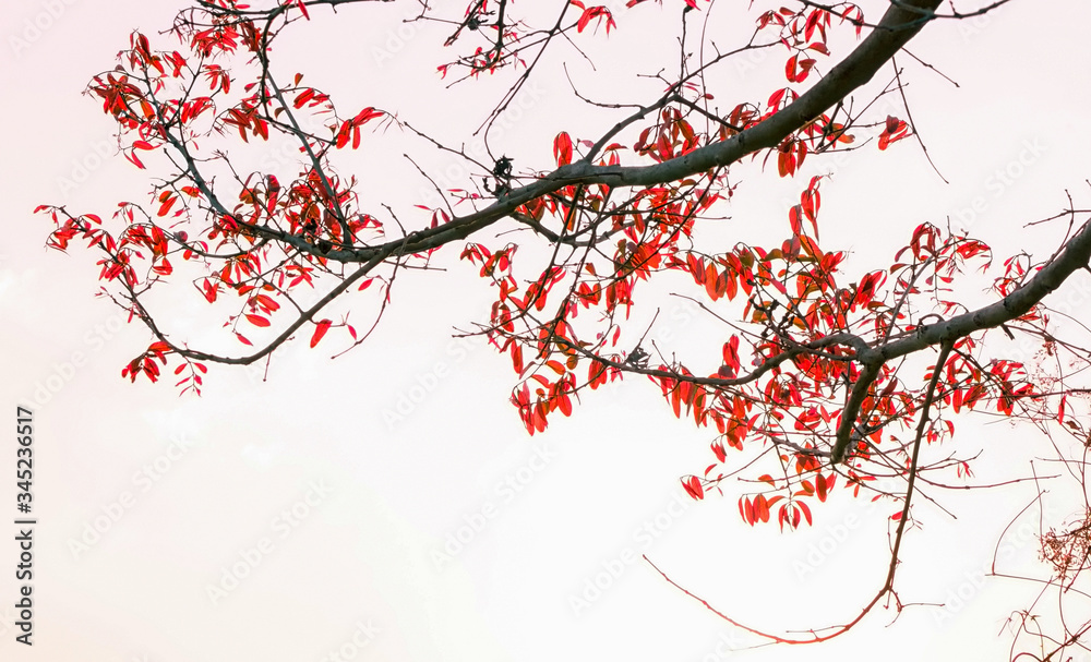 Red leaf on dry branch with bright white sky Red leaf on dry branch with bright white sky