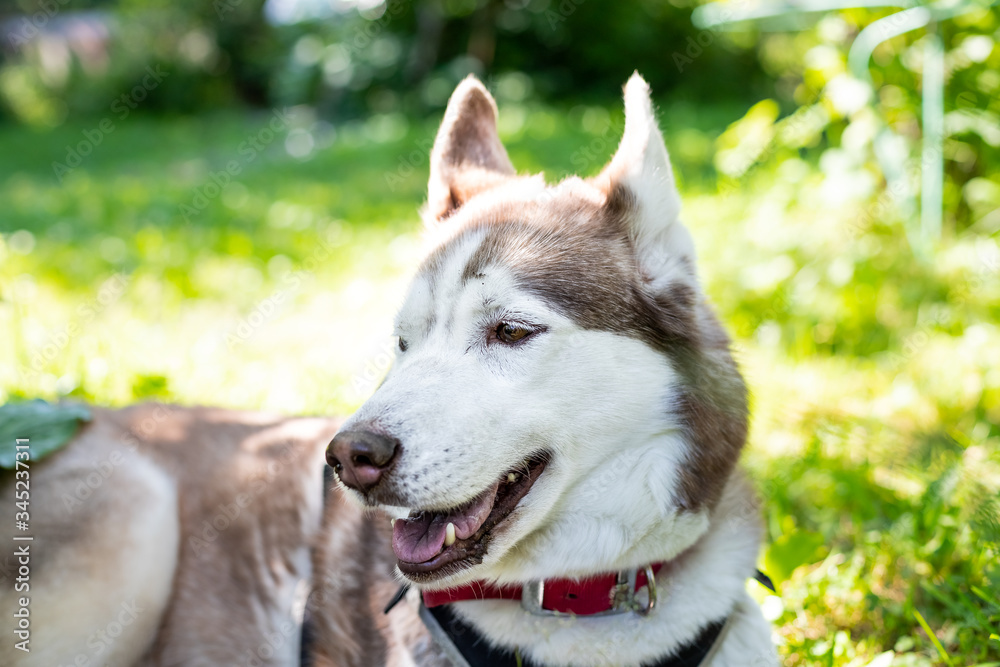 Portrait of happy and beautiful beige and white dog breed siberian husky with tonque hanging out lying in the grass on sunny summer day. dog playing outdoor