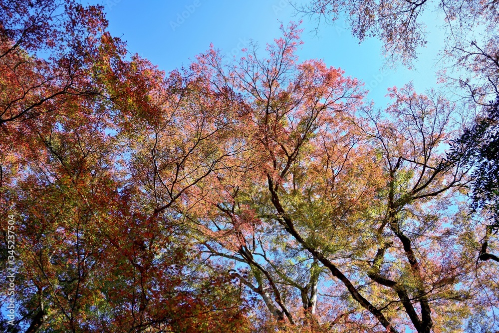 青空バックに映えるカラフルなモミジの紅葉