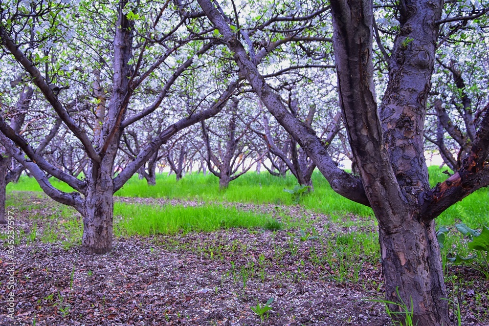 Naklejka premium White blossoms on old Apple fruit trees in the orchard in early spring. Row of apple trees with green grass and in Provo Utah, USA.