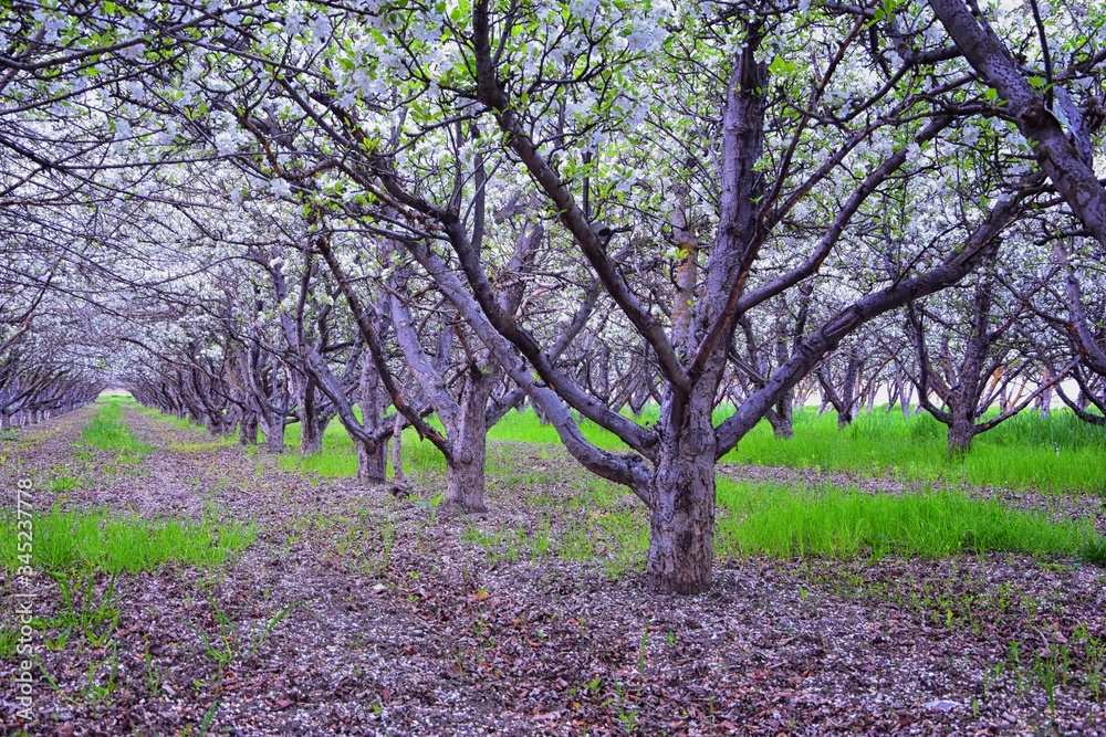 White blossoms on old Apple fruit trees in the orchard in early spring. Row of apple trees with green grass and in Provo Utah, USA.