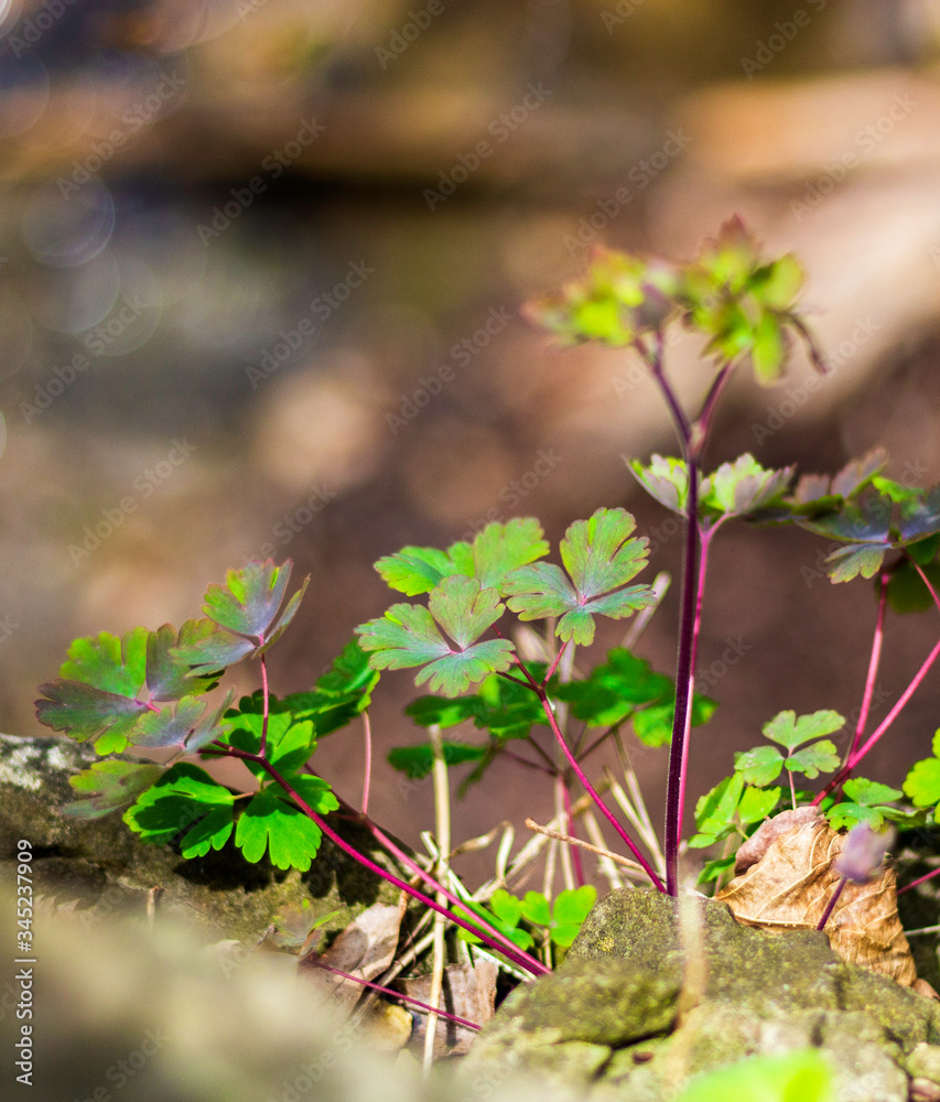 Obraz premium Plant on a Cliff