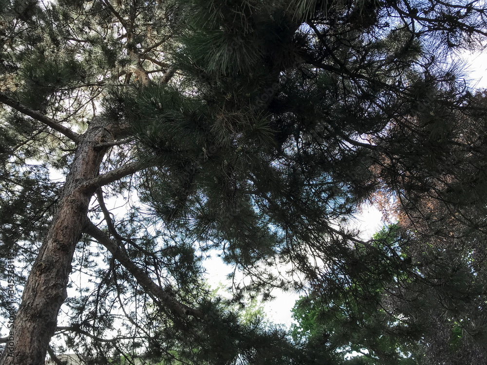 Fototapeta premium Pine trees against the bright sky, dark green leaves and sunlight - view from below -