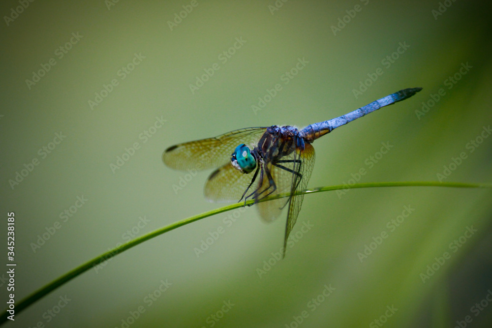 Closeup of dragonfly isolated on green background. Closeup of dragonfly isolated on green background.