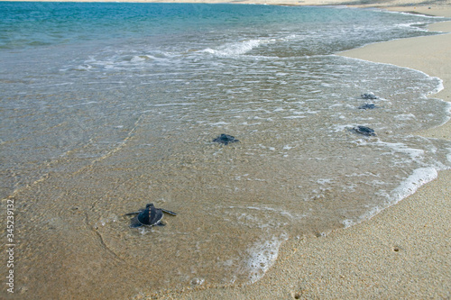 Valokuvatapetti Baby sea turtles walking from beach towards ocean