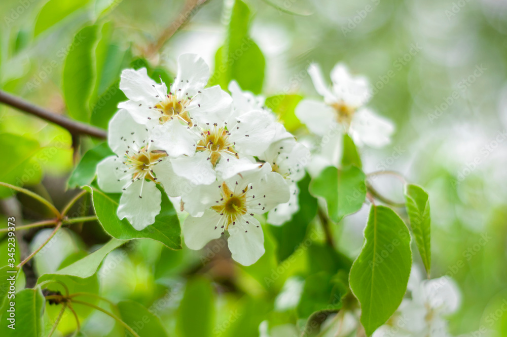 pear-tree blossom