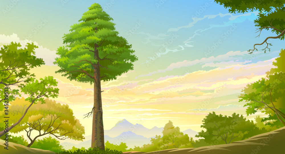 A grounded view of a large tree and the blue sky