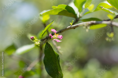 Pink Flower of Barbados or Acerola Cherry flower