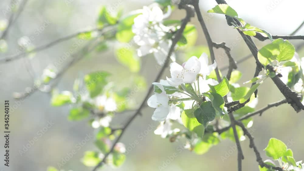 Blooming apple tree with bees. Blooming apple tree with bees.