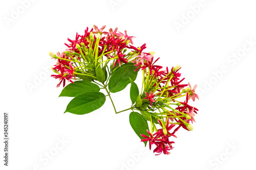 Colorful flower Drunen sailor, Rangoon creeperQuisqualis Indica flower plant , Chinese honeysuckle, Rangoon Creeper, Combretum indicum on white background.Saved with clipping path photo