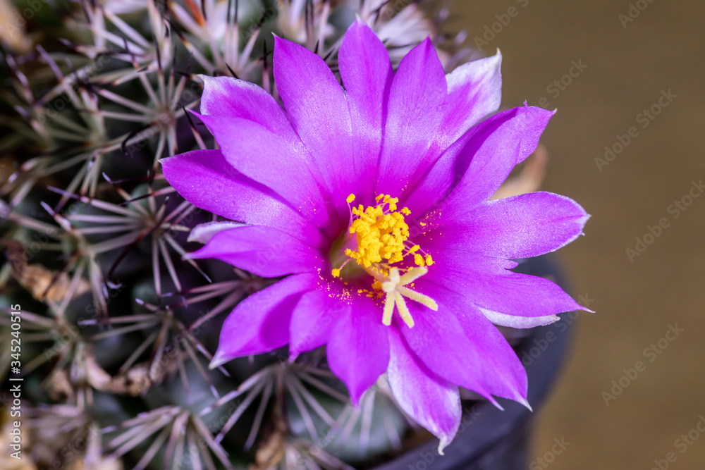 Obraz premium Beautiful cactus with pink flower.