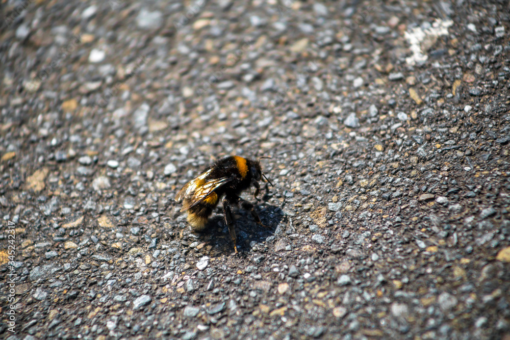 Closeup of a bee on the pavement Closeup of a bee on the pavement