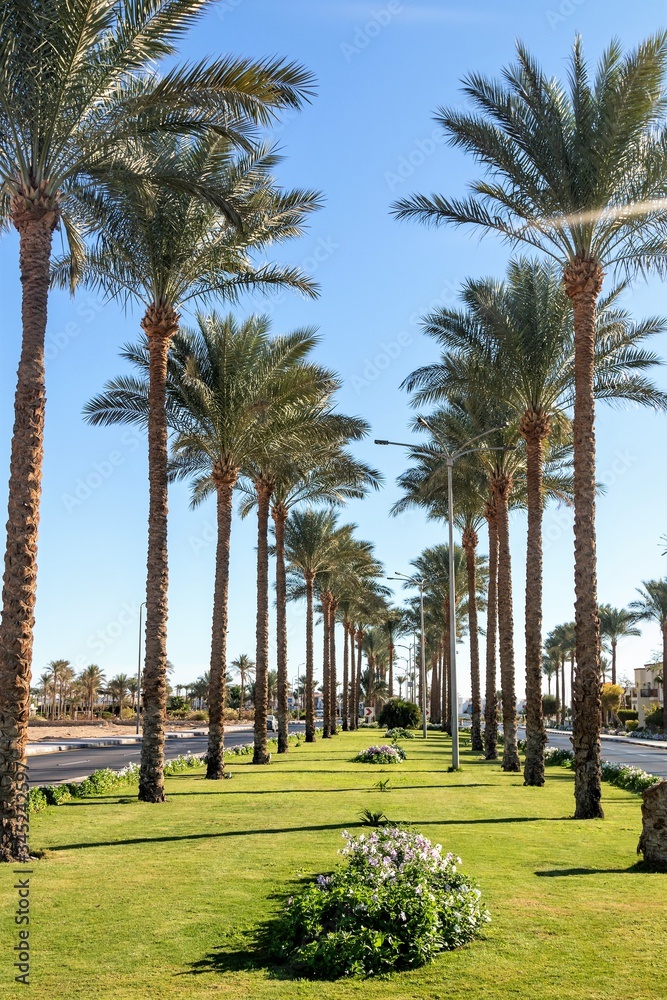 Palm alley with green grass along the highway. Palm alley with green grass along the highway.