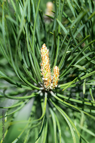 Young shoots of green needles, spruce needles close-up.