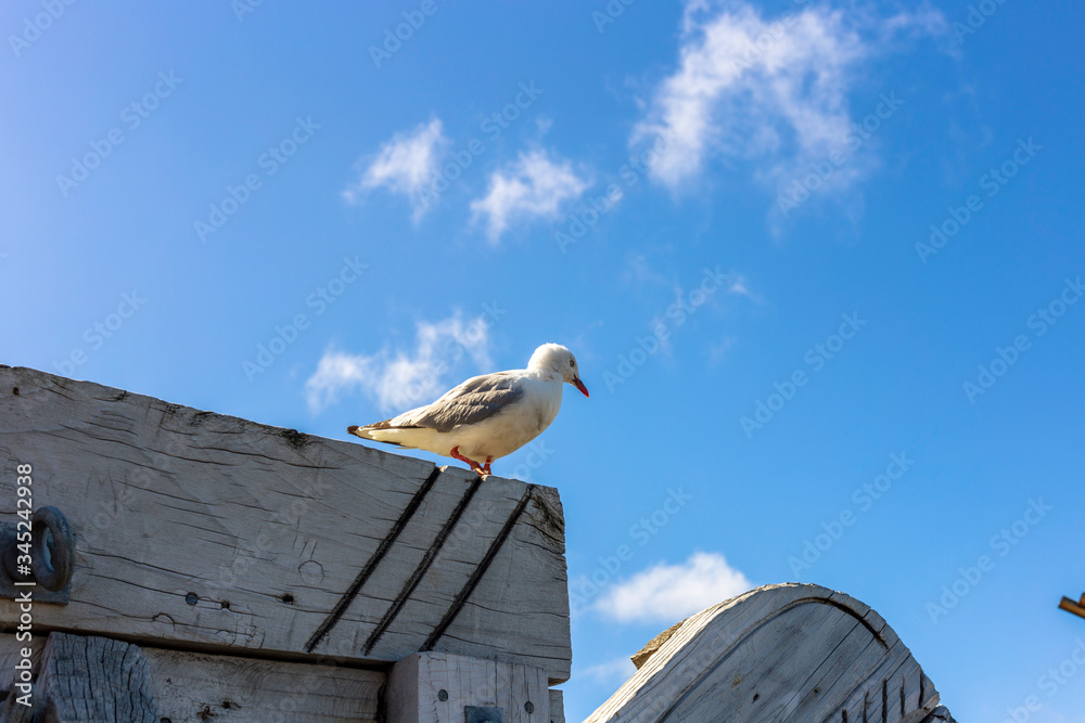 A seagull stand on a waterfront fence A seagull stand on a waterfront fence