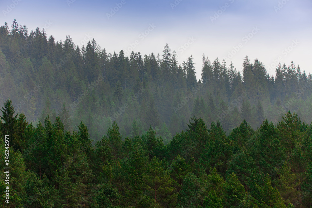 forest of pine trees after rain