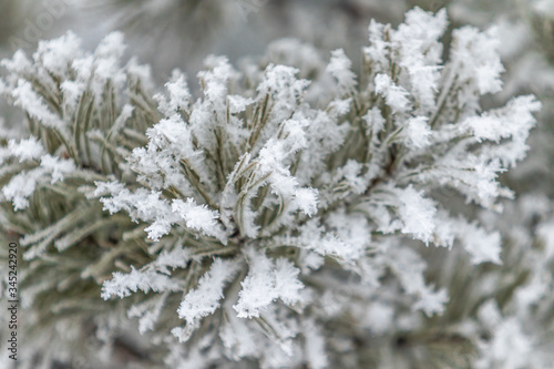 Coniferous branches are covered with snow. Pine branch in the snow crystals close-up on a background of snow in a winter day. © Prikhodko
