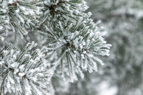 Coniferous branches are covered with snow. Pine branch in the snow crystals close-up on a background of snow in a winter day.