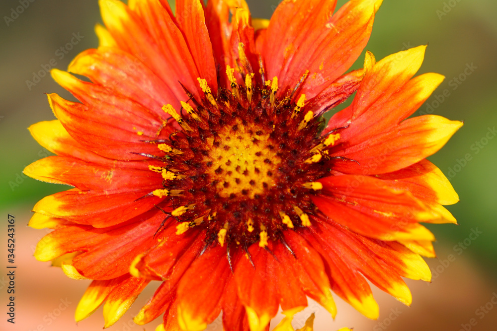 Isolated view of blooming Blanked Flower during spring season Isolated view of blooming Blanked Flower during spring season