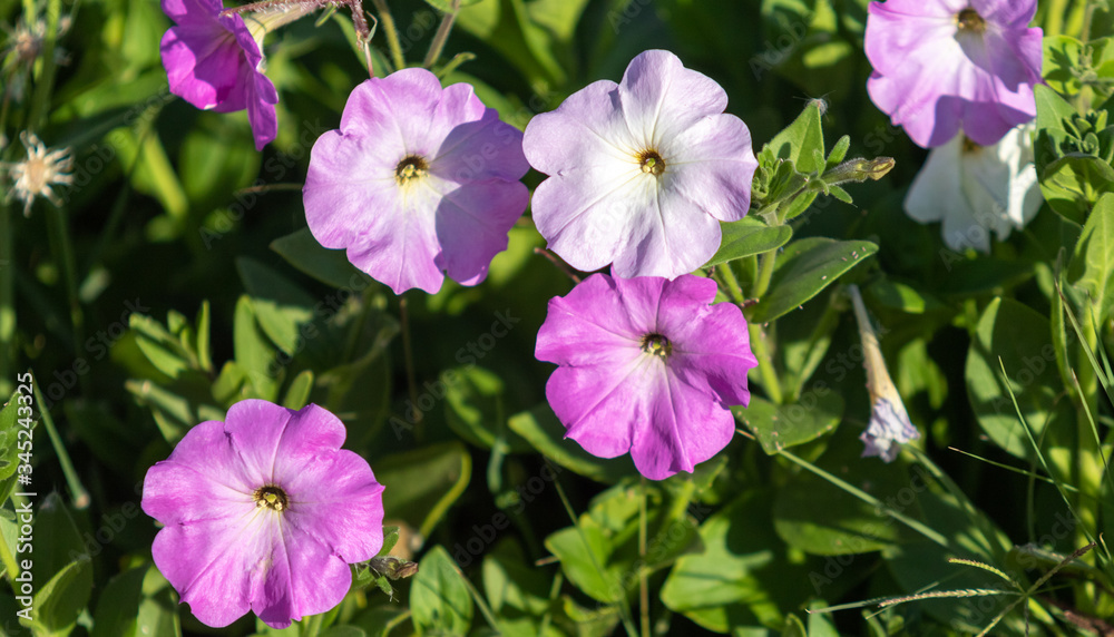 Petunia flowers, bright colorful flowers close-up.