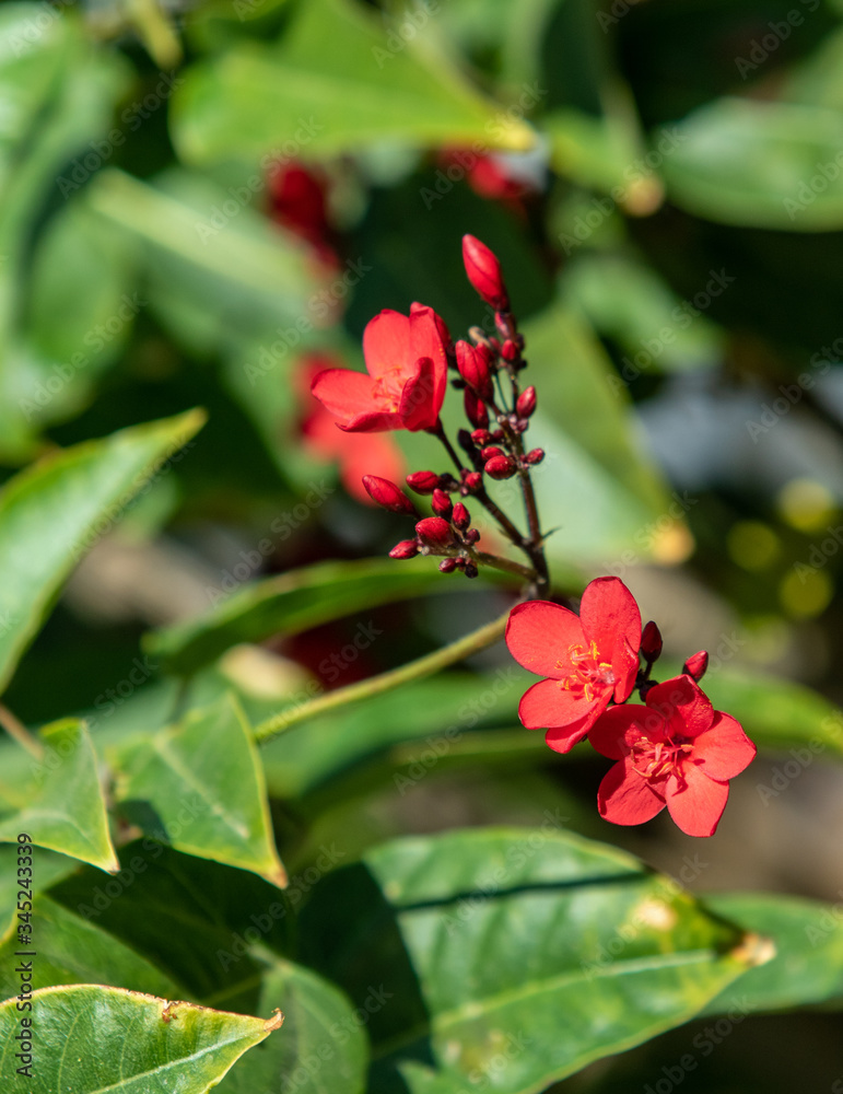 Red flowers of tropical milkweed, close-up, defocused background. Red flowers of tropical milkweed, close-up, defocused background.