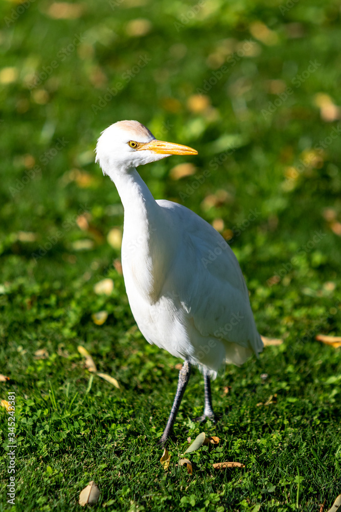 White egyptian heron on a background of green grass.