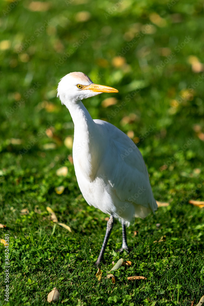 White egyptian heron on a background of green grass. White egyptian heron on a background of green grass.