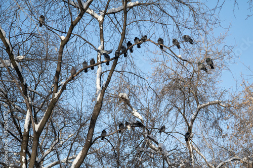 In winter, pigeons sit on tree branches against a blue sky.