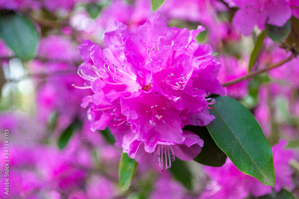 Brightly pink rhododendron flowers. Blooming tree in spring on a sunny weather day. Beautiful background Brightly pink rhododendron flowers. Blooming tree in spring on a sunny weather day. Beautiful background