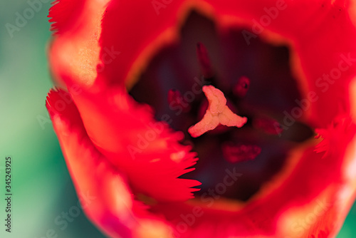 Opened tulip bud. Photographed close-up.