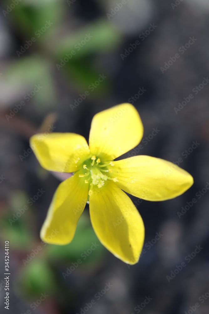 Fototapeta premium カタバミの黄色い花 