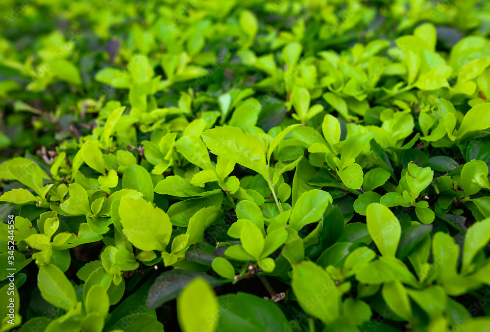 Fototapeta premium Green leaves on a plant in nature.