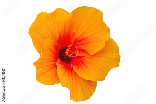 Macro of orange China Rose flower (Chinese hibiscus, Hibiscus rosa-sinensis , Hawaiian hibiscus , shoe flower ) isolated on white.Saved with clipping path.    