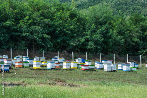 Beehives in bee farm © Deyan Georgiev