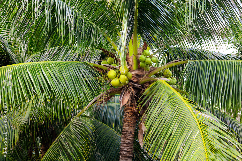 Fototapeta premium Large green branches on coconut trees