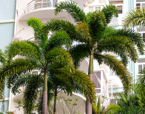 Large green branches on coconut trees