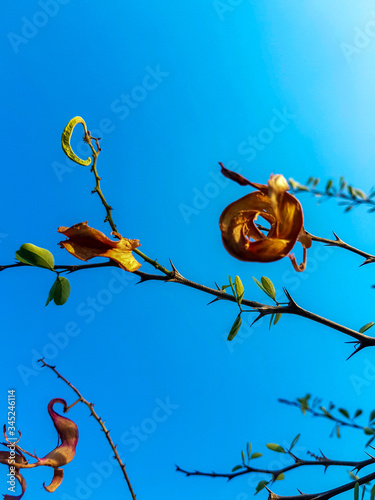 beautiful pithecellobium dulce (madras thorn) tree with blue sky photo