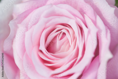 pink rose close up