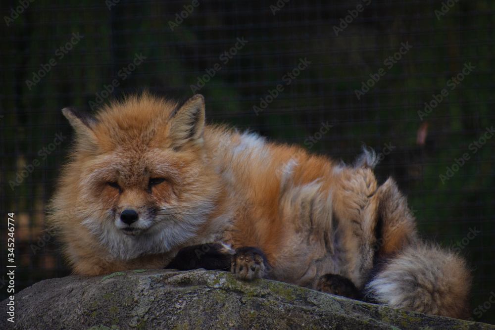 Fototapeta premium A red fox (Vulpes Vulpes) wakes up on a cold winter morning at the Wyckoff Environmental Center. (Wyckoff, New Jersey)