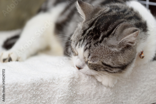 Black and white cute cat sleep on cozy white cloth